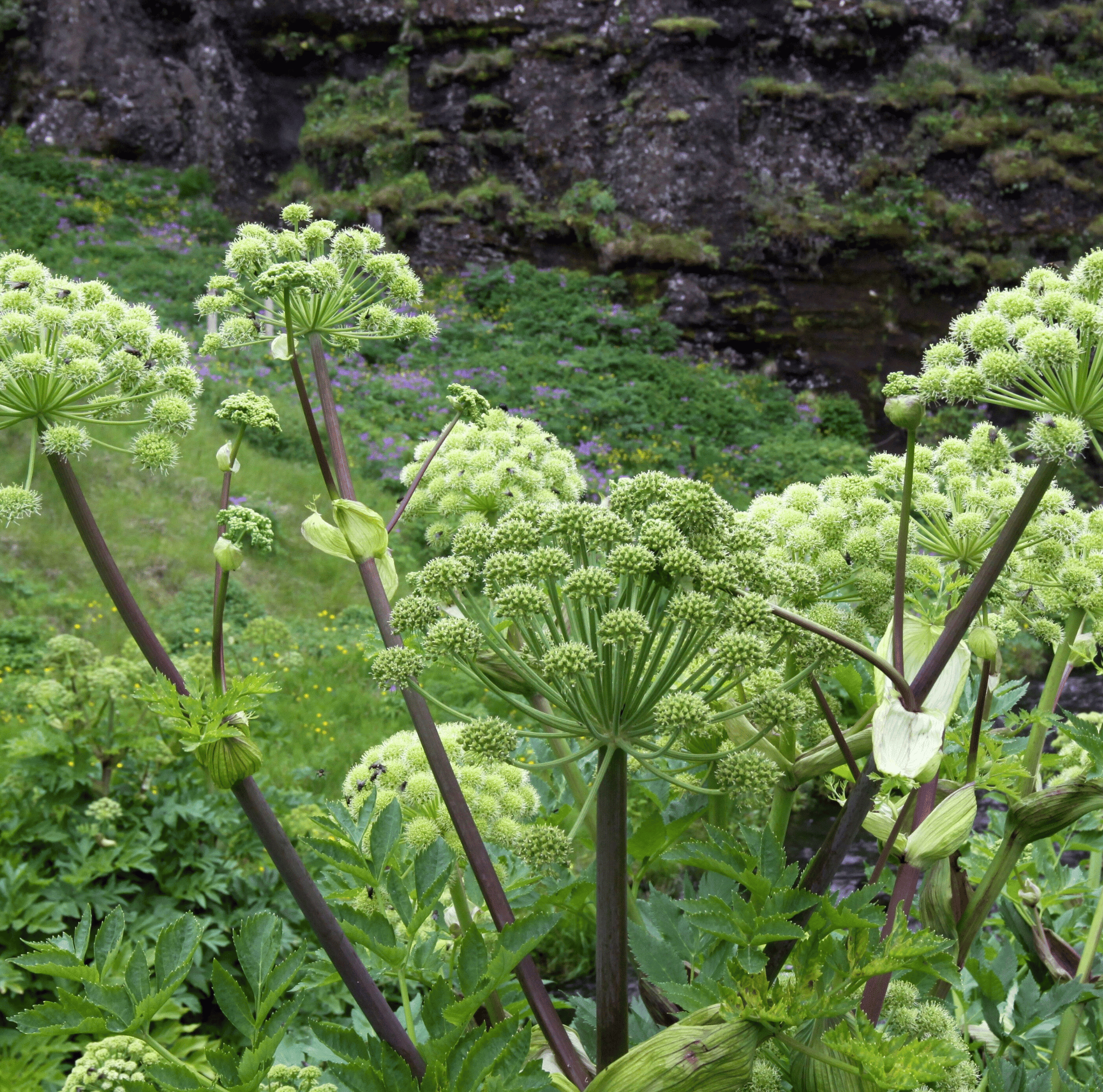 Holy Ghost Angelica – 50 Seeds | Seeds | Wiccan Center