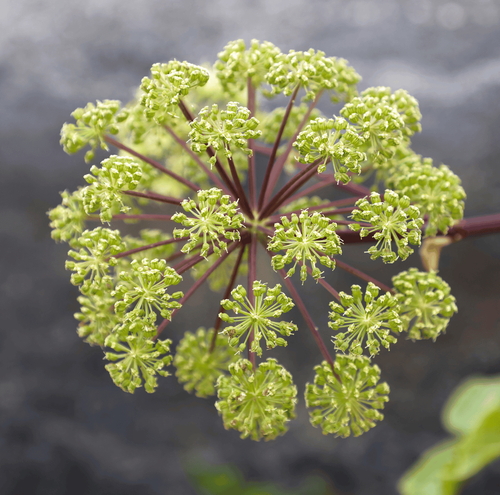 Holy Ghost Angelica – 50 Seeds | Seeds | Wiccan Center
