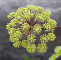 Holy Ghost Angelica – 50 Seeds | Seeds | Wiccan Center