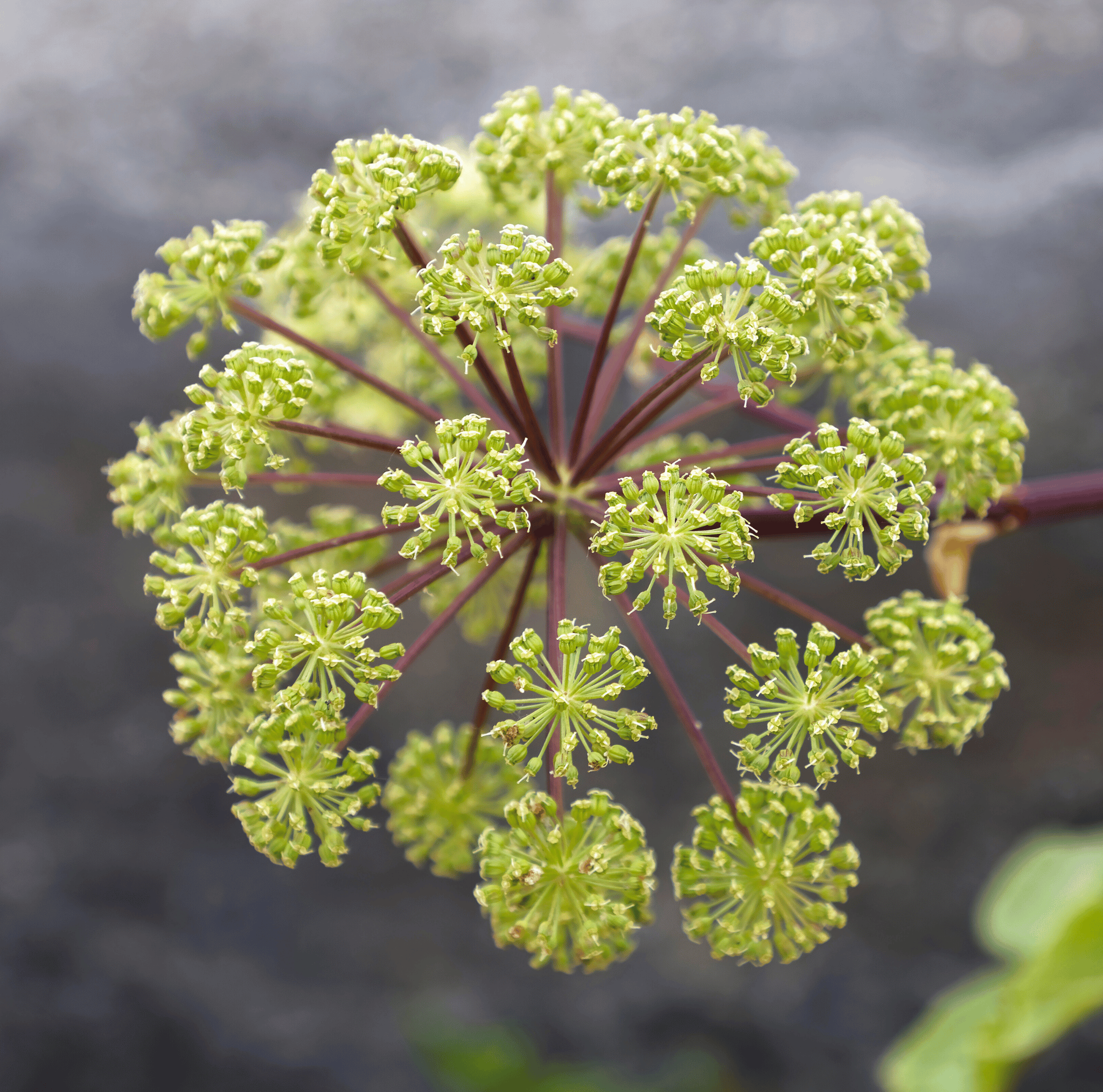 Holy Ghost Angelica – 50 Seeds | Seeds | Wiccan Center