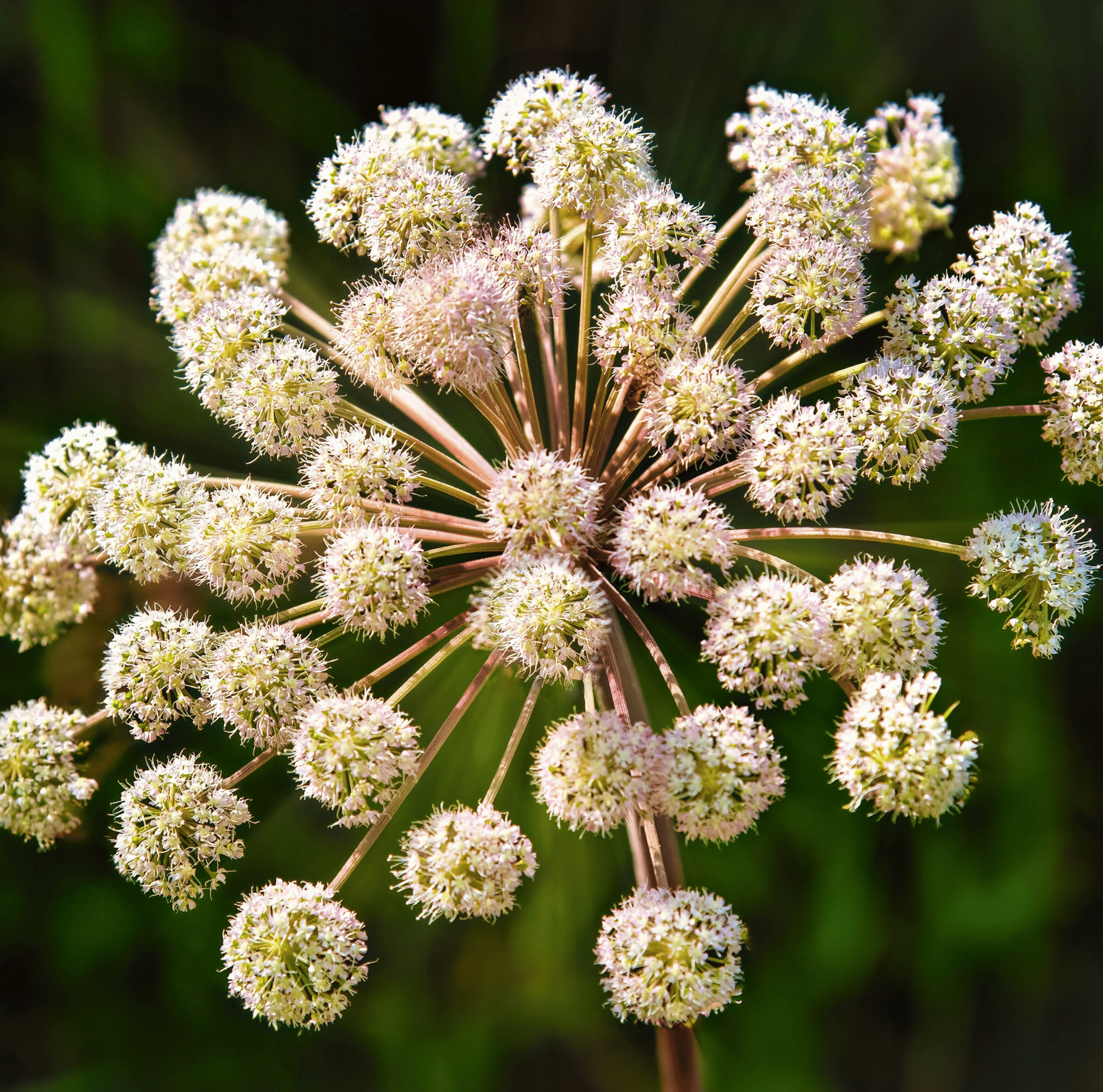 Holy Ghost Angelica – 50 Seeds | Seeds | Wiccan Center