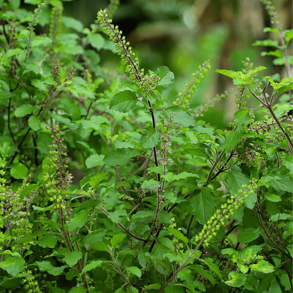 Holy Tulsi Basil – 250 Seeds | Seeds | Wiccan Center