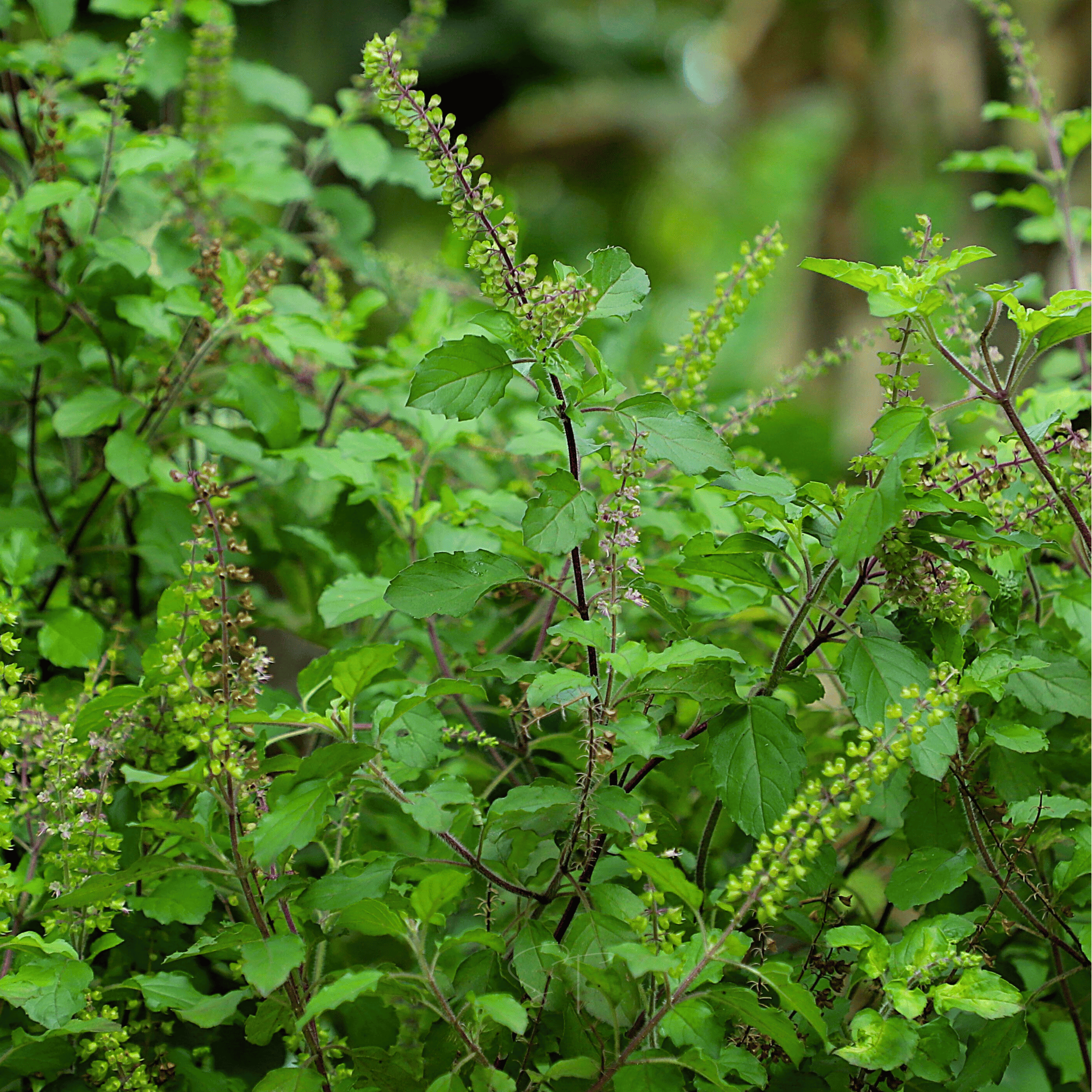 Holy Tulsi Basil – 250 Seeds | Seeds | Wiccan Center