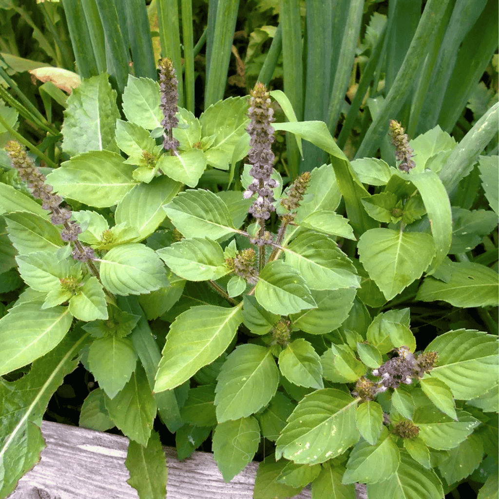 Holy Tulsi Basil – 250 Seeds | Seeds | Wiccan Center