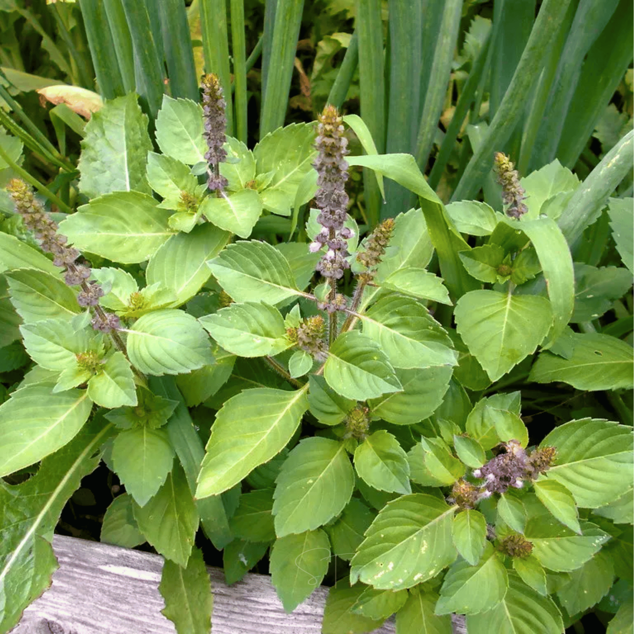 Holy Tulsi Basil – 250 Seeds | Seeds | Wiccan Center