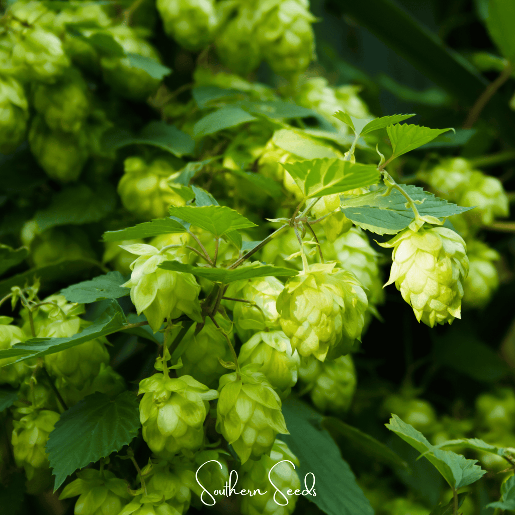 Beer Hops – 20 Seeds | Seeds | Wiccan Center