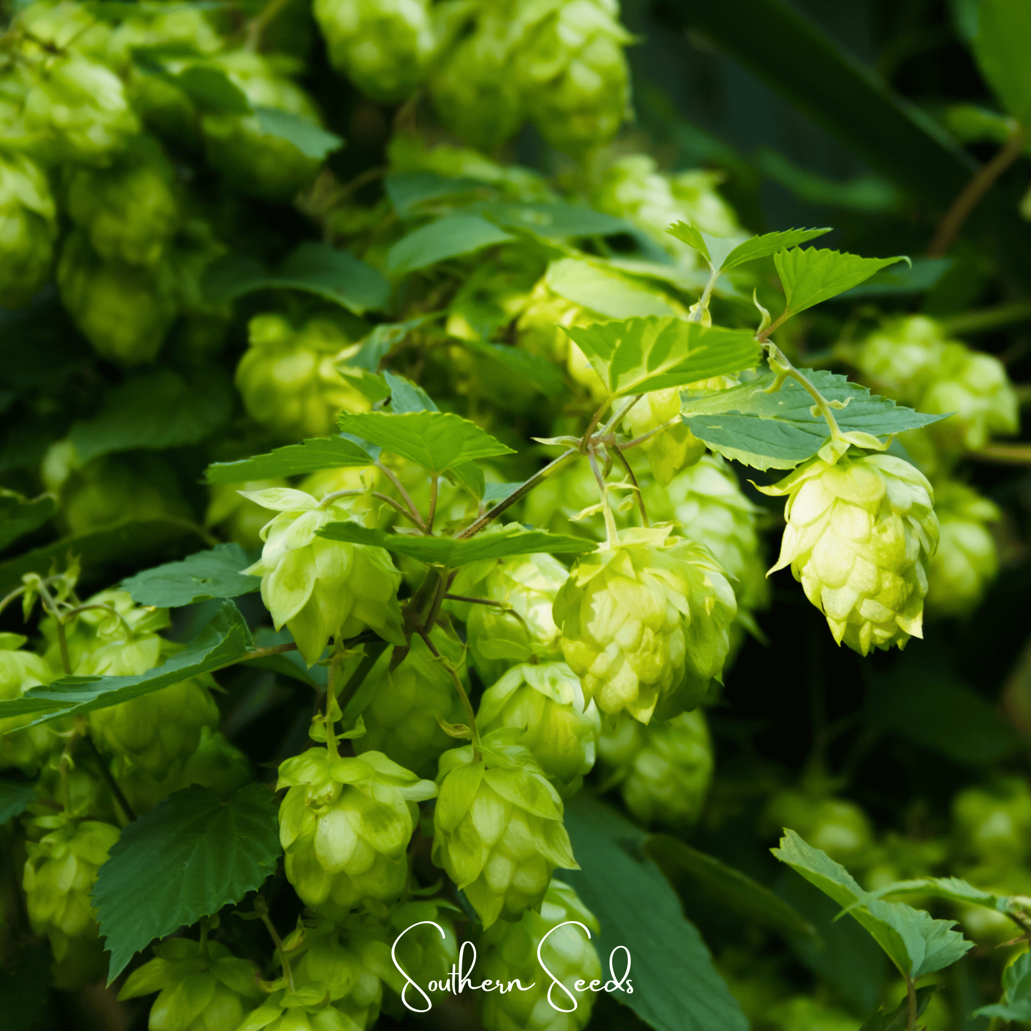 Beer Hops – 20 Seeds | Seeds | Wiccan Center