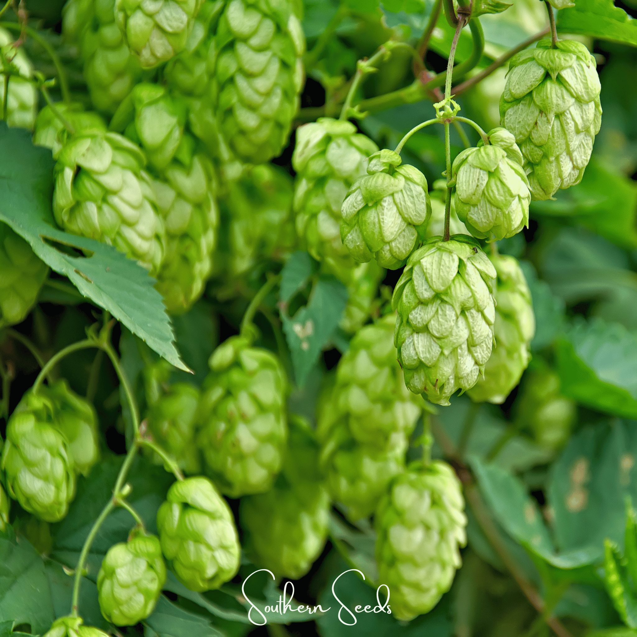 Beer Hops – 20 Seeds | Seeds | Wiccan Center