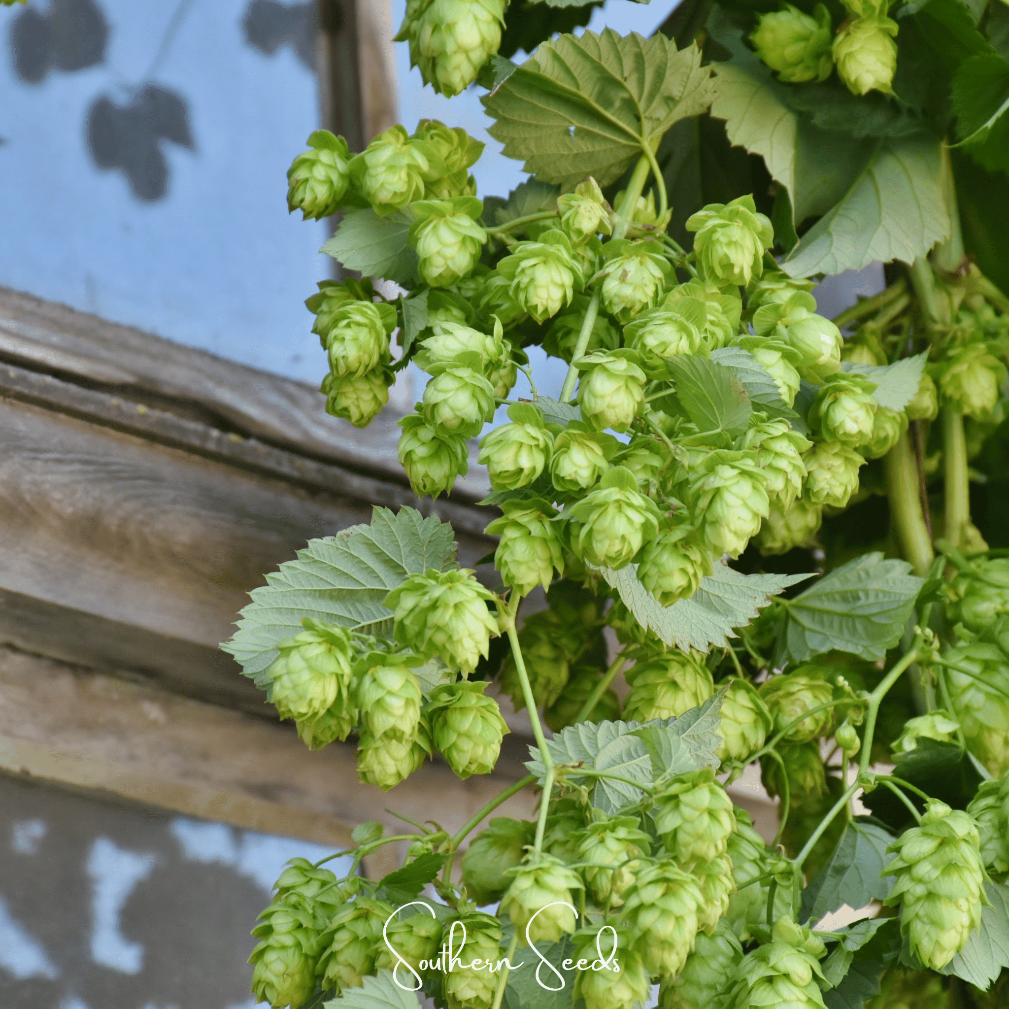 Beer Hops – 20 Seeds | Seeds | Wiccan Center