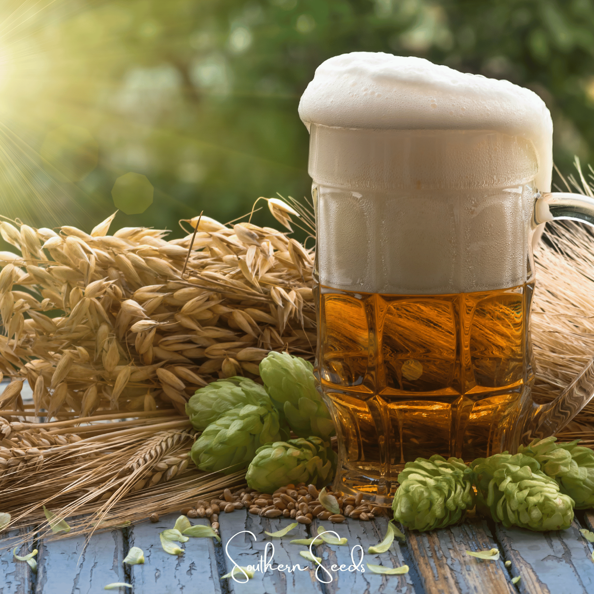 Beer Hops – 20 Seeds | Seeds | Wiccan Center