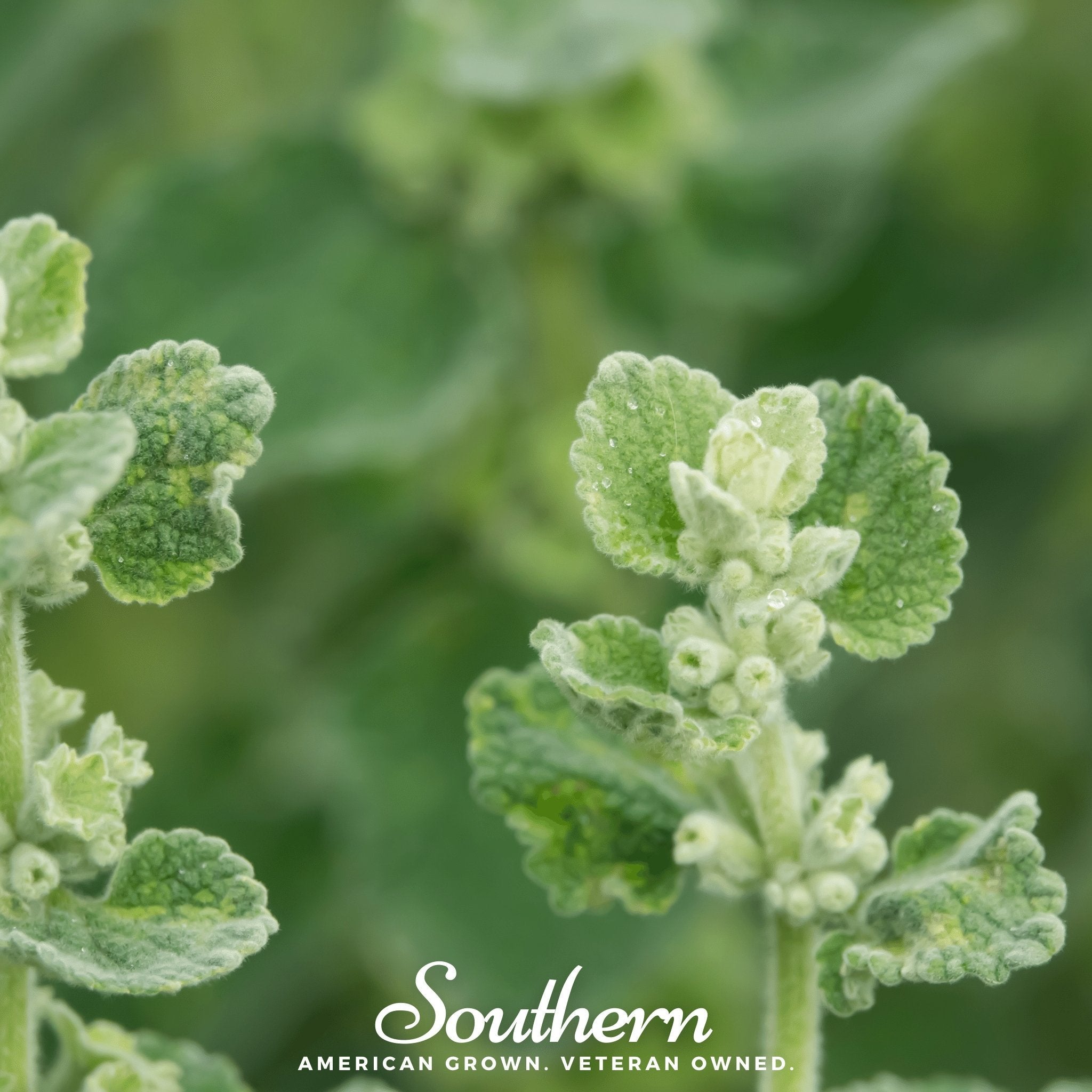 Horehound – 50 Seeds | | Wiccan Center