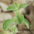 Horehound – 50 Seeds | | Wiccan Center