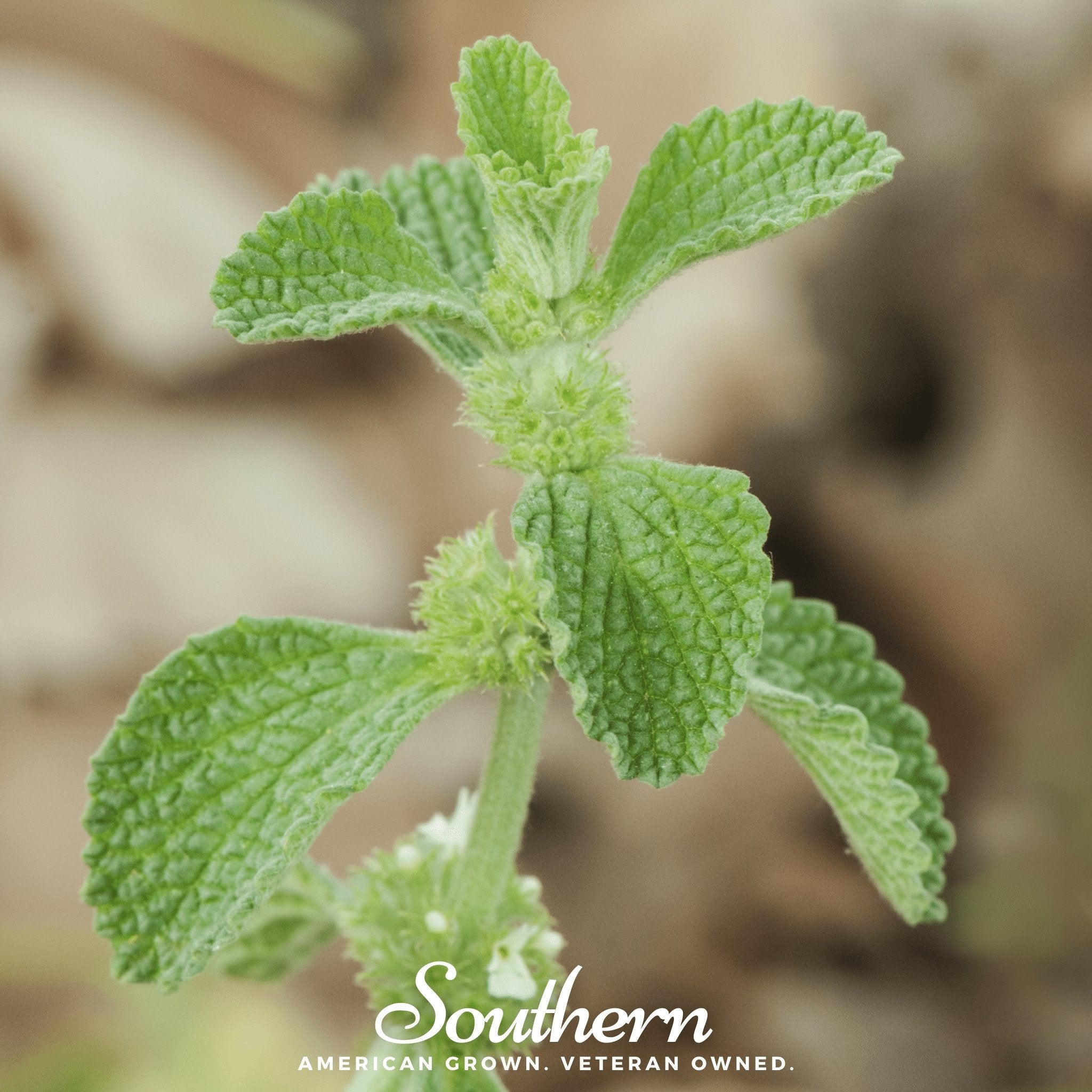 Horehound – 50 Seeds | | Wiccan Center