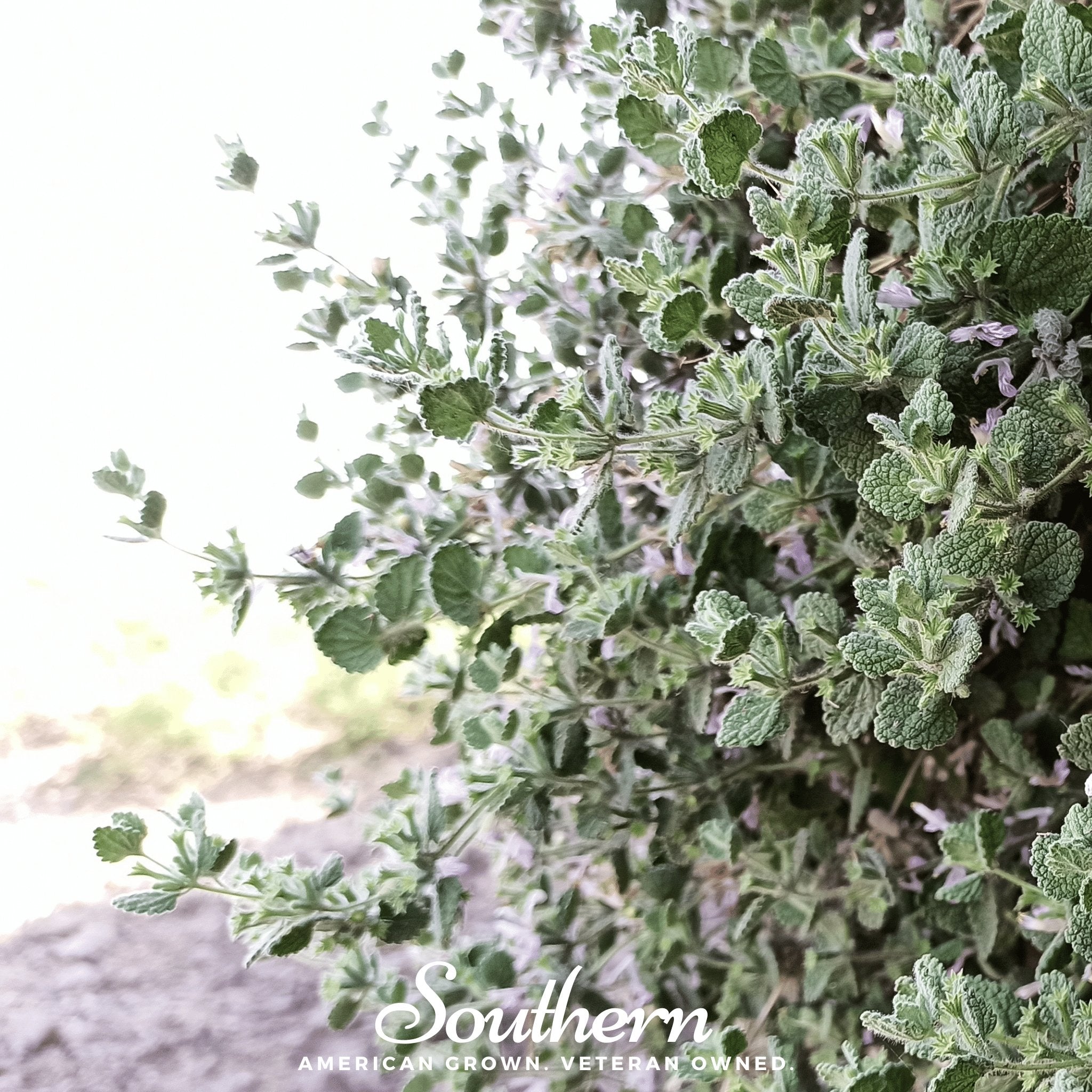 Horehound – 50 Seeds | | Wiccan Center