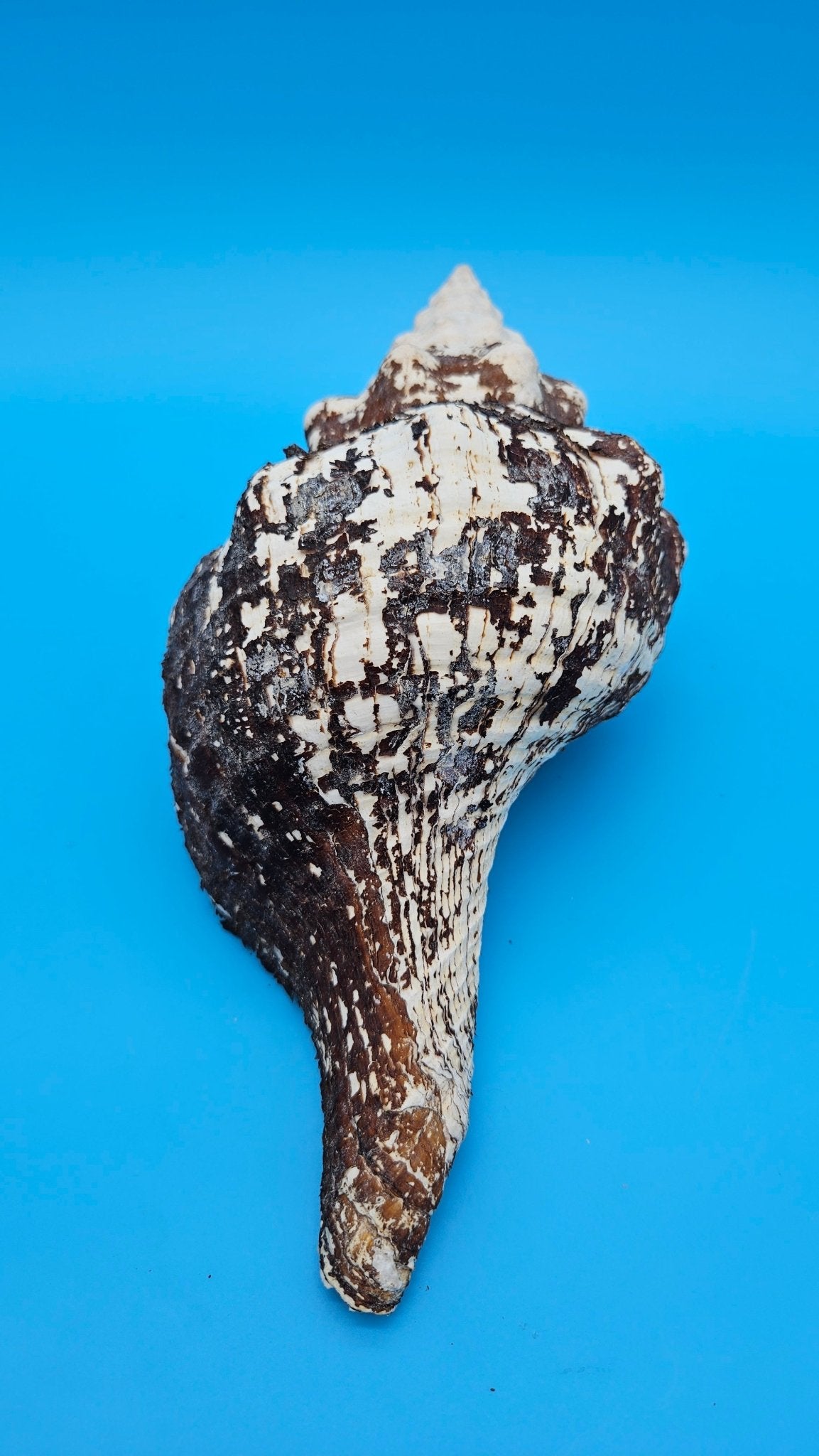 Horse Conch Shell 11" Triplofusus giganteus Dark Textured Coastal Display
