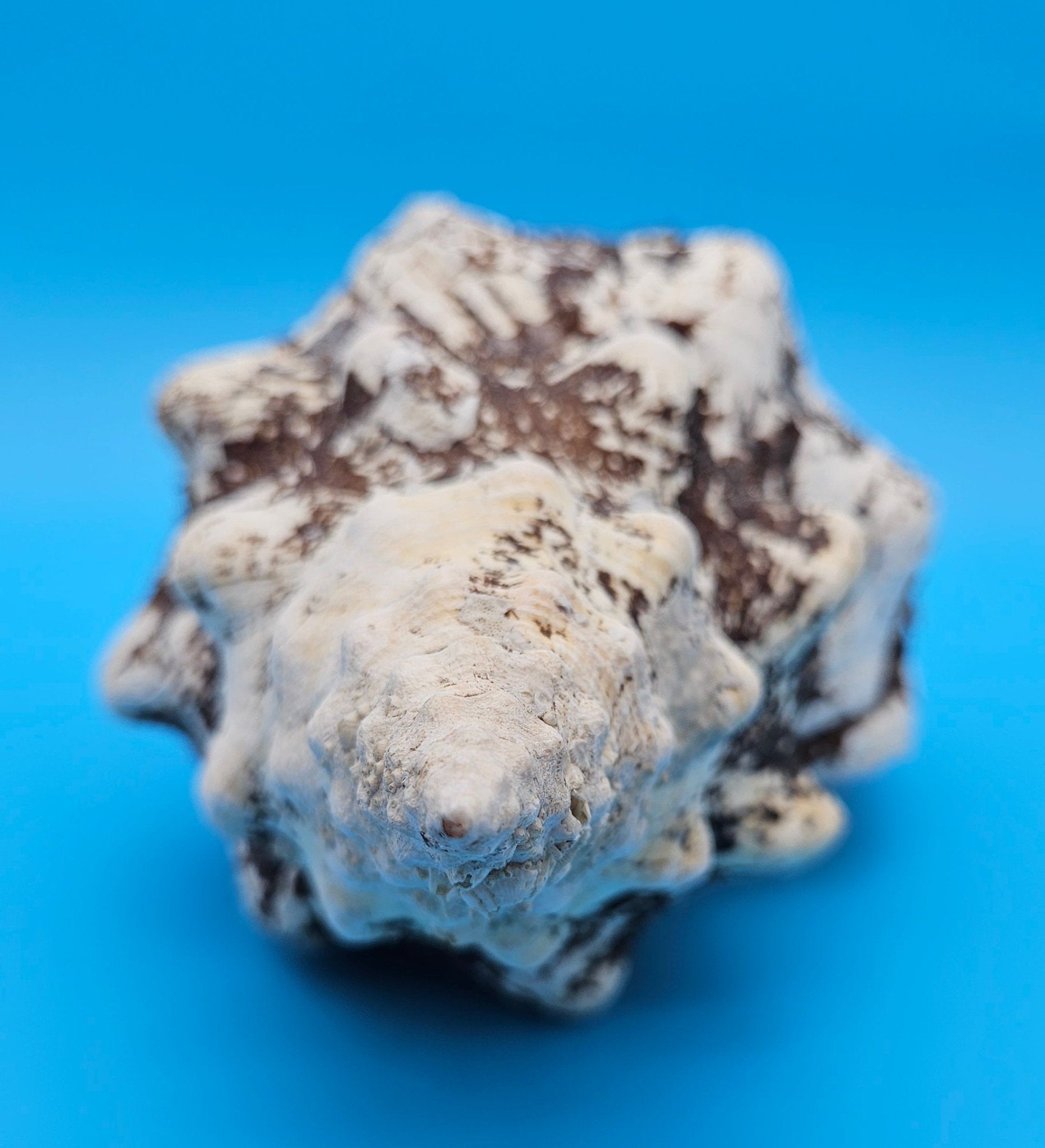 Horse Conch Shell 11.75" Triplofusus giganteus Dark Textured Coastal Display