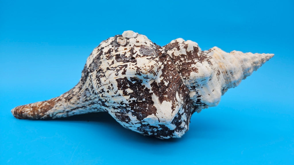 Horse Conch Shell 11.75" Triplofusus giganteus Dark Textured Coastal Display