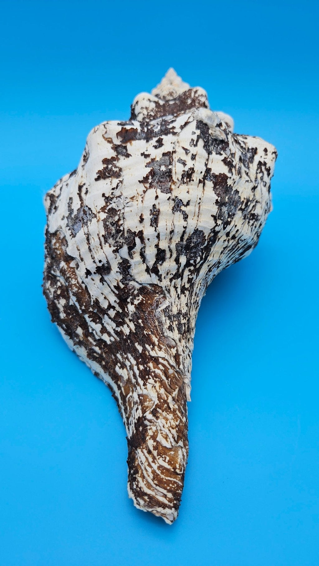 Horse Conch Shell 11.75" Triplofusus giganteus Dark Textured Coastal Display