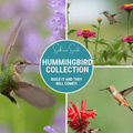 Hummingbird Garden Seed Collection – 10 Varieties | Seeds | Wiccan Center