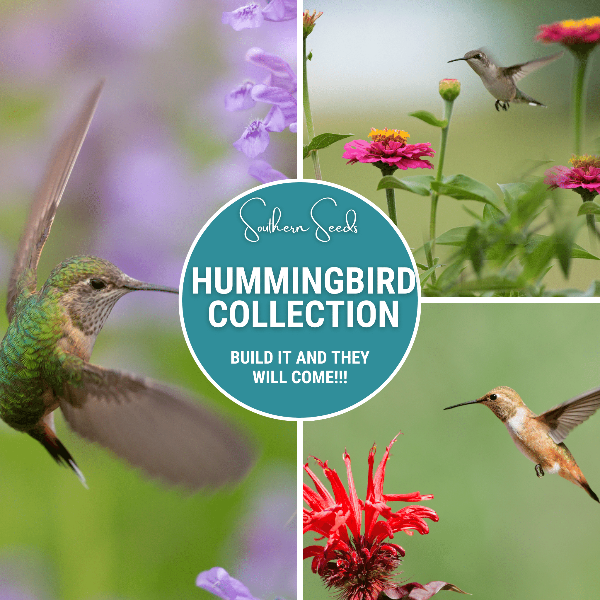 Hummingbird Garden Seed Collection – 10 Varieties | Seeds | Wiccan Center