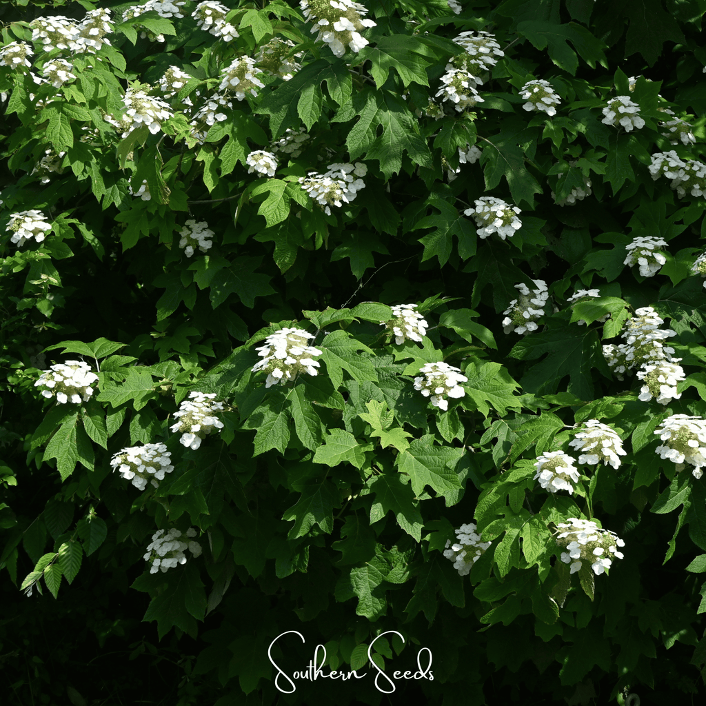Oakleaf Hydrangea – 100 Seeds | Seeds | Wiccan Center