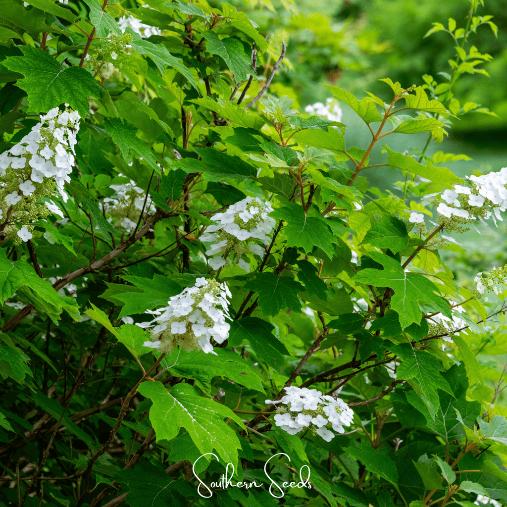 Oakleaf Hydrangea – 100 Seeds | Seeds | Wiccan Center