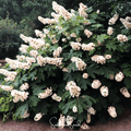 Oakleaf Hydrangea – 100 Seeds | Seeds | Wiccan Center