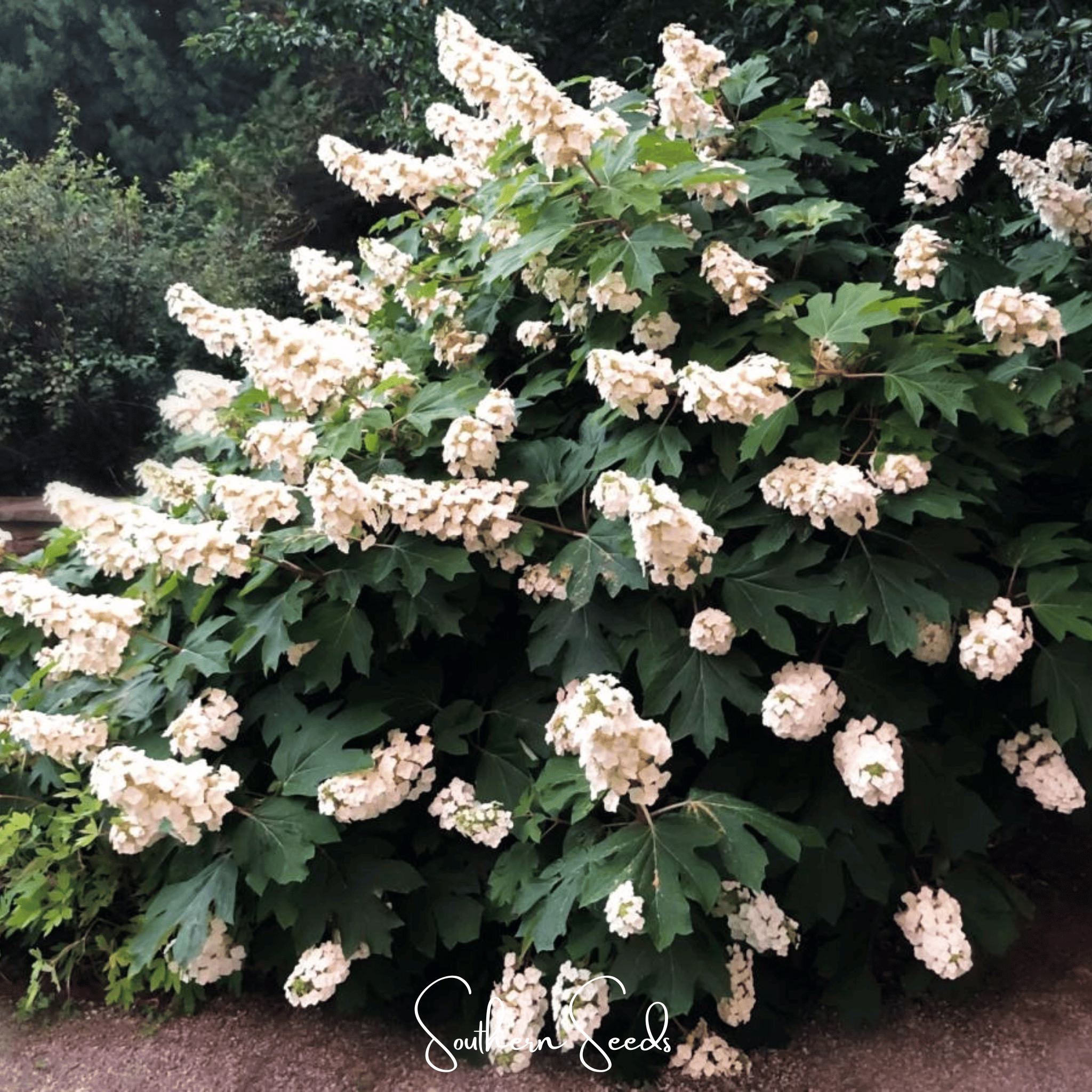 Oakleaf Hydrangea – 100 Seeds | Seeds | Wiccan Center