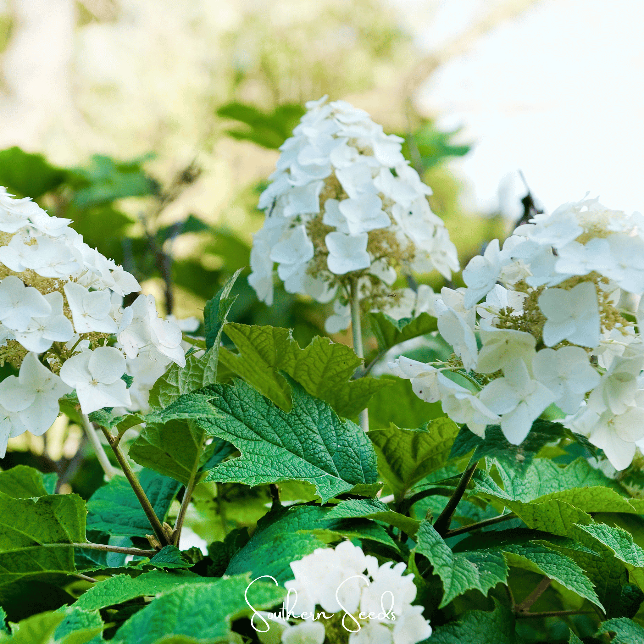 Oakleaf Hydrangea – 100 Seeds | Seeds | Wiccan Center
