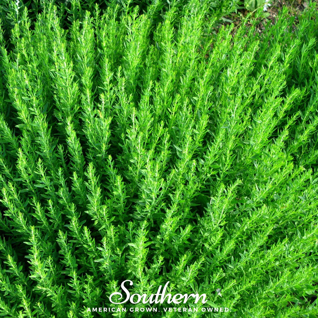 Blue Hyssop – 200 Seeds | | Wiccan Center