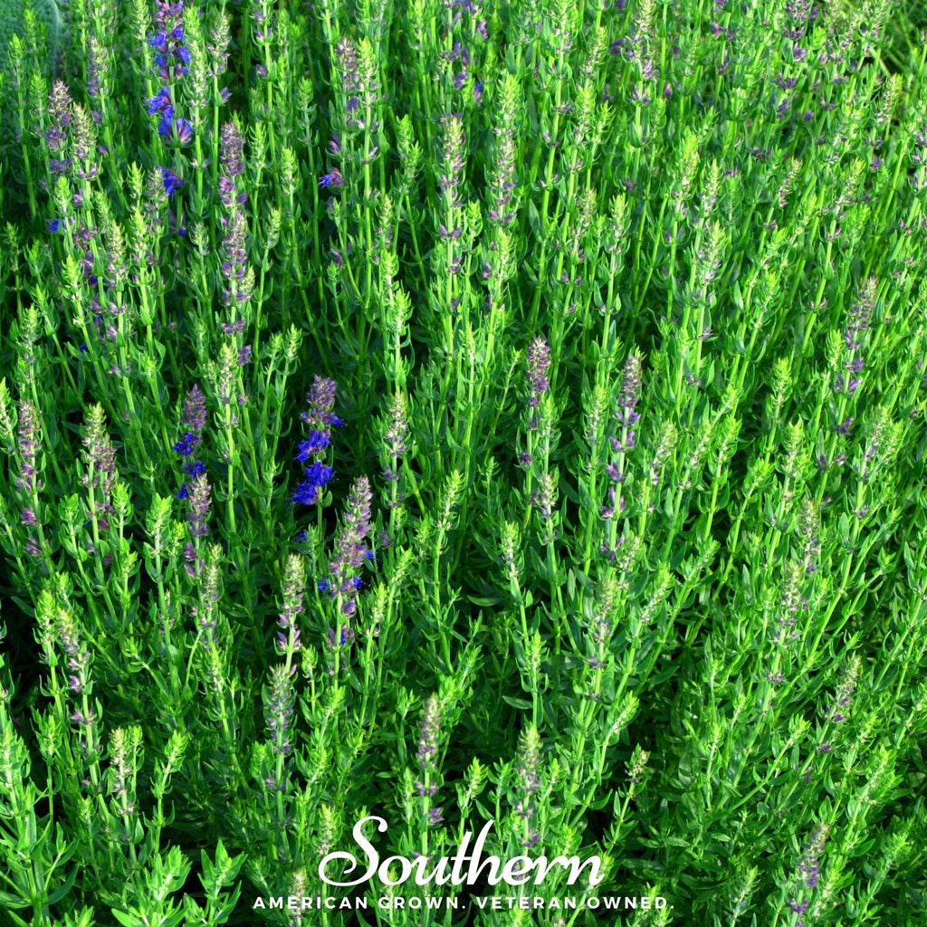 Blue Hyssop – 200 Seeds | | Wiccan Center