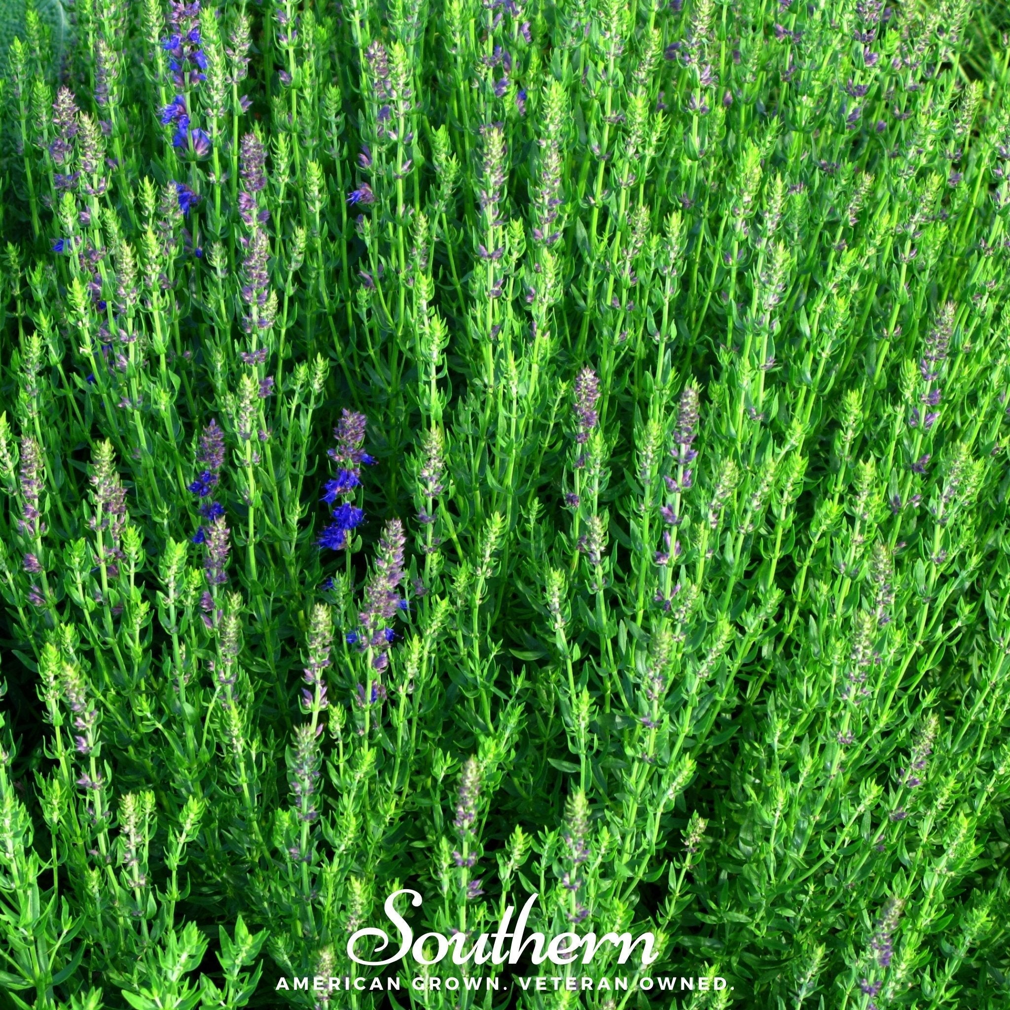 Blue Hyssop – 200 Seeds | | Wiccan Center