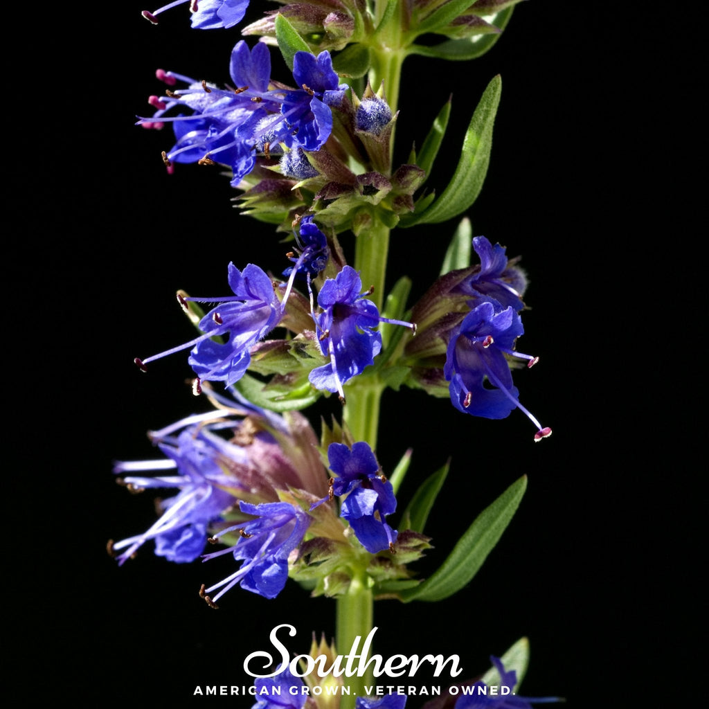 Blue Hyssop – 200 Seeds | | Wiccan Center