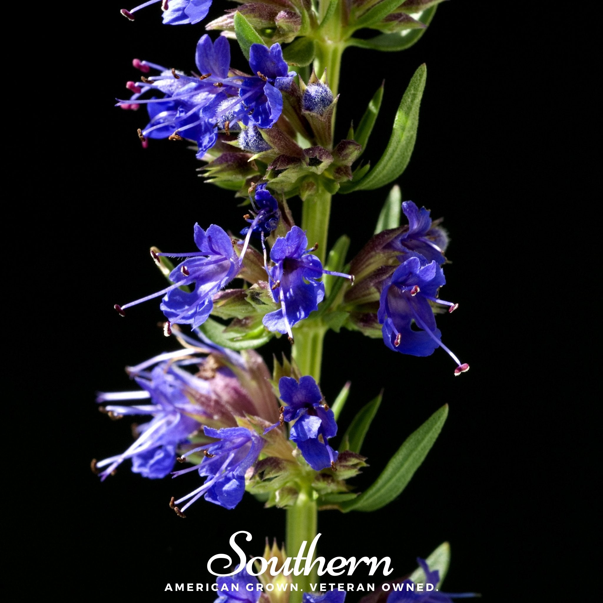 Blue Hyssop – 200 Seeds | | Wiccan Center