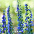 Blue Hyssop – 200 Seeds | | Wiccan Center