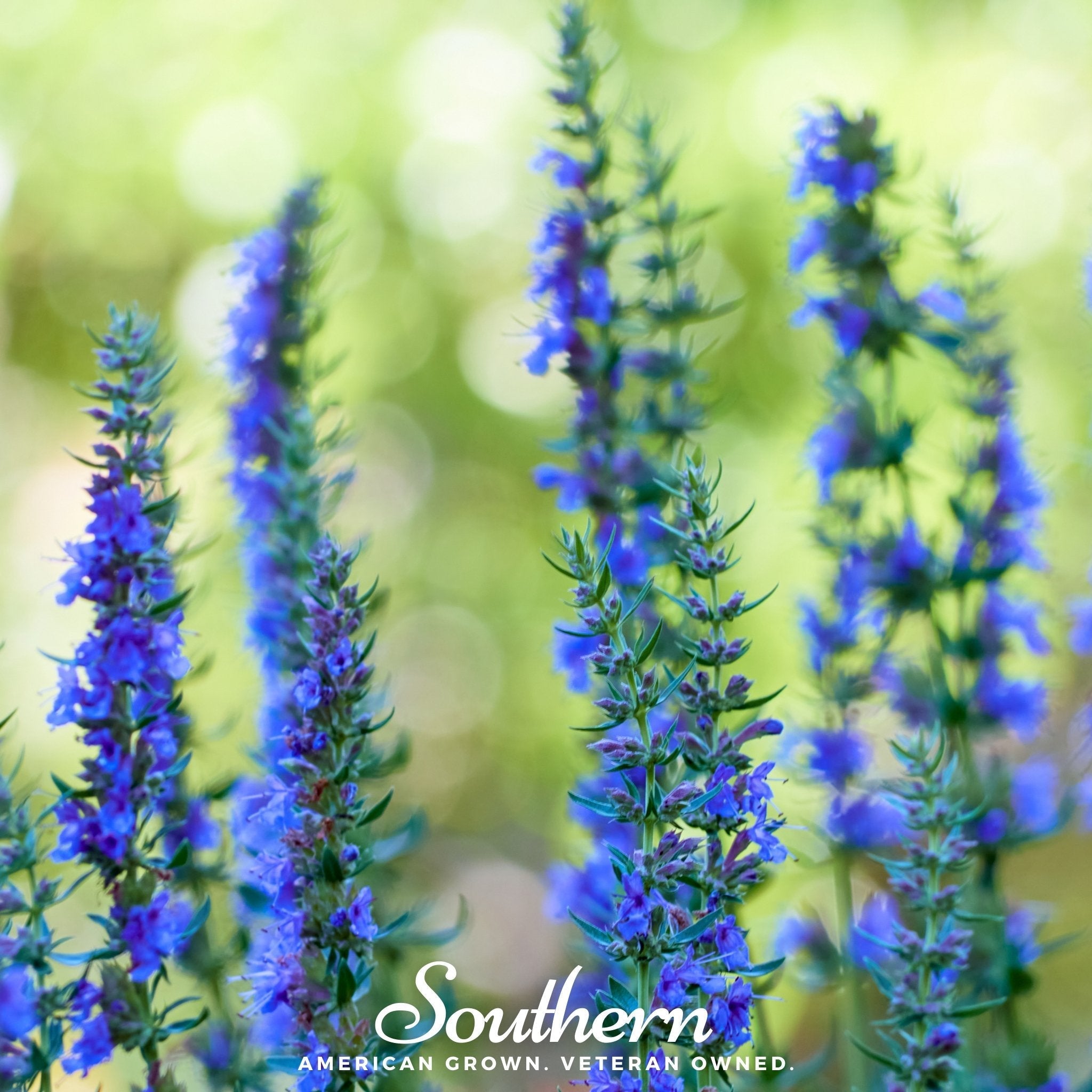 Blue Hyssop – 200 Seeds | | Wiccan Center