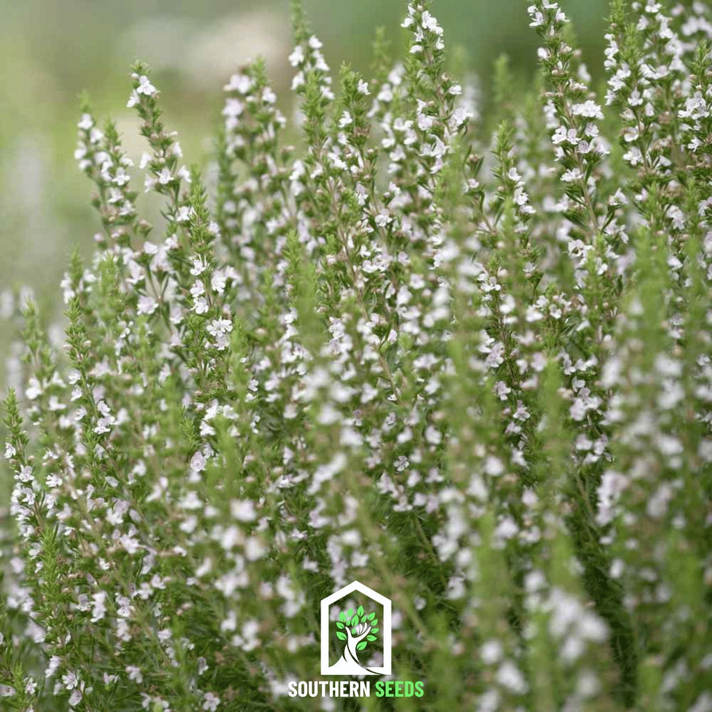 White Hyssop – 50 Seeds | Seeds | Wiccan Center