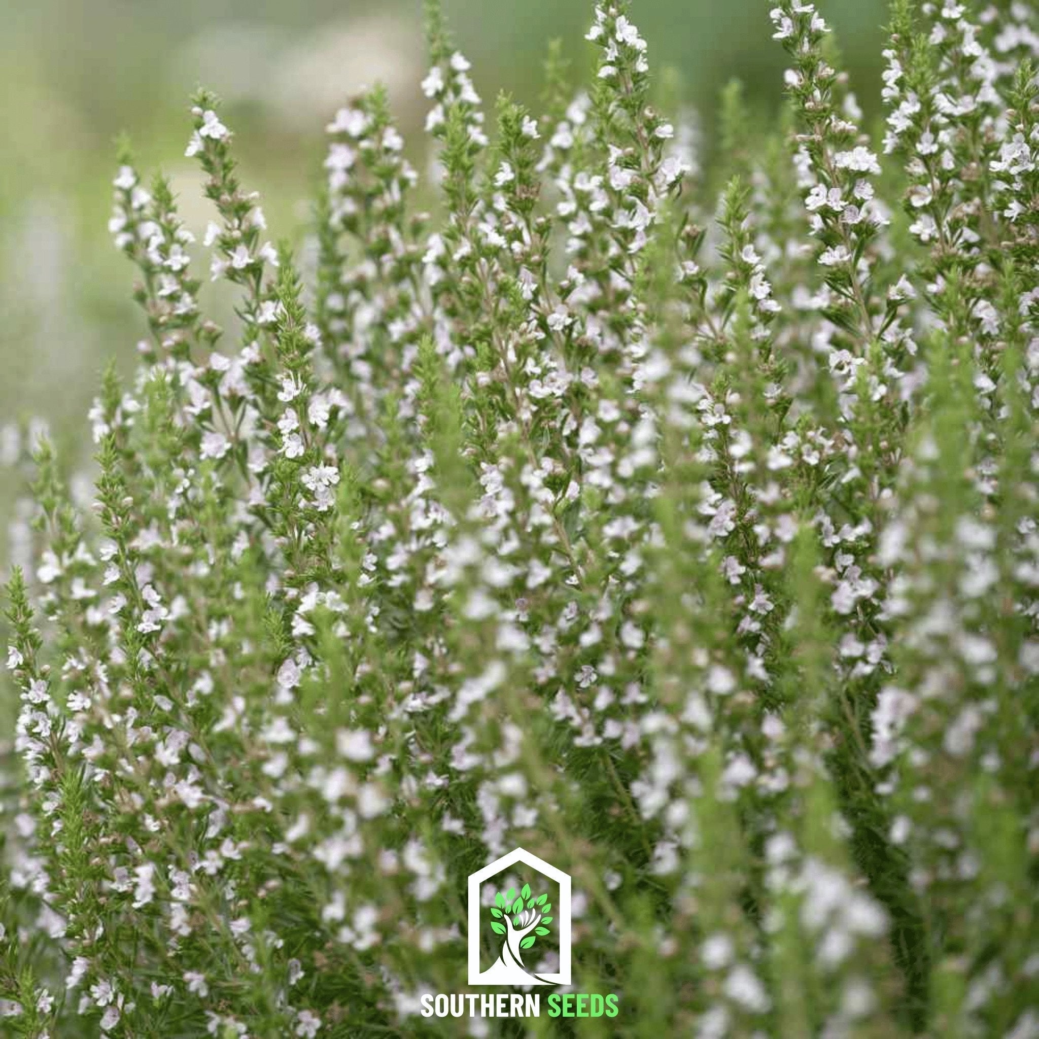 White Hyssop – 50 Seeds | Seeds | Wiccan Center
