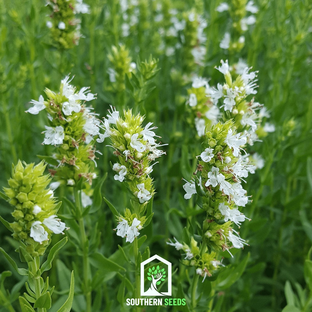 White Hyssop – 50 Seeds | Seeds | Wiccan Center