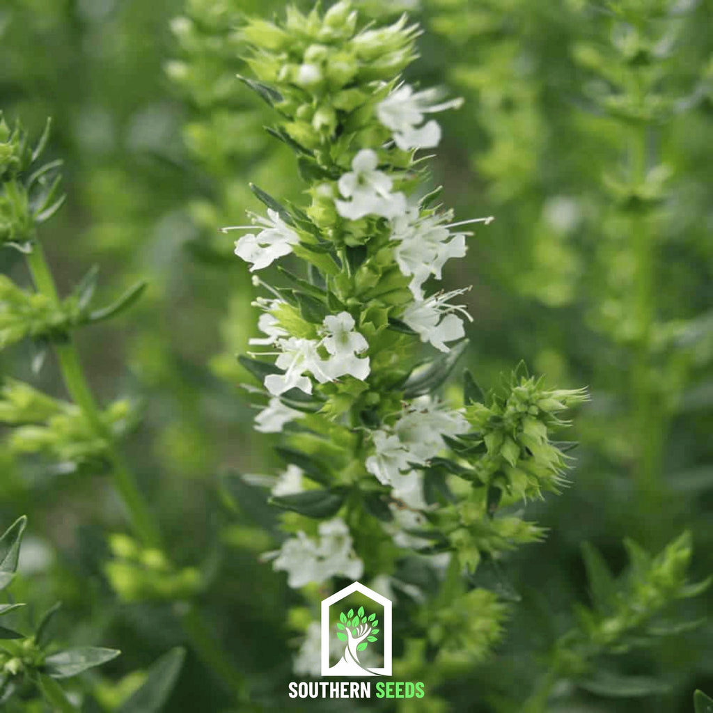 White Hyssop – 50 Seeds | Seeds | Wiccan Center