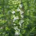 White Hyssop – 50 Seeds | Seeds | Wiccan Center