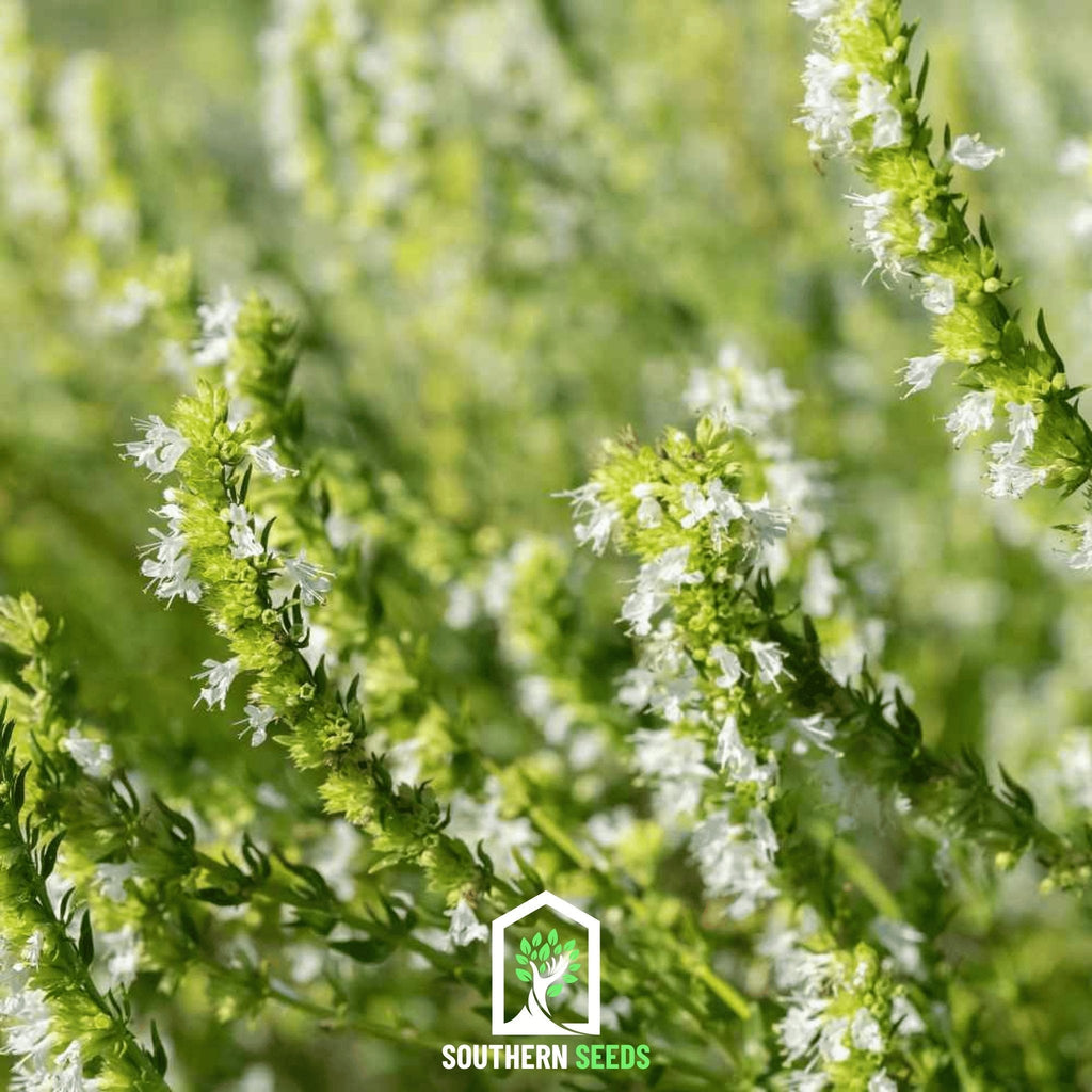 White Hyssop – 50 Seeds | Seeds | Wiccan Center