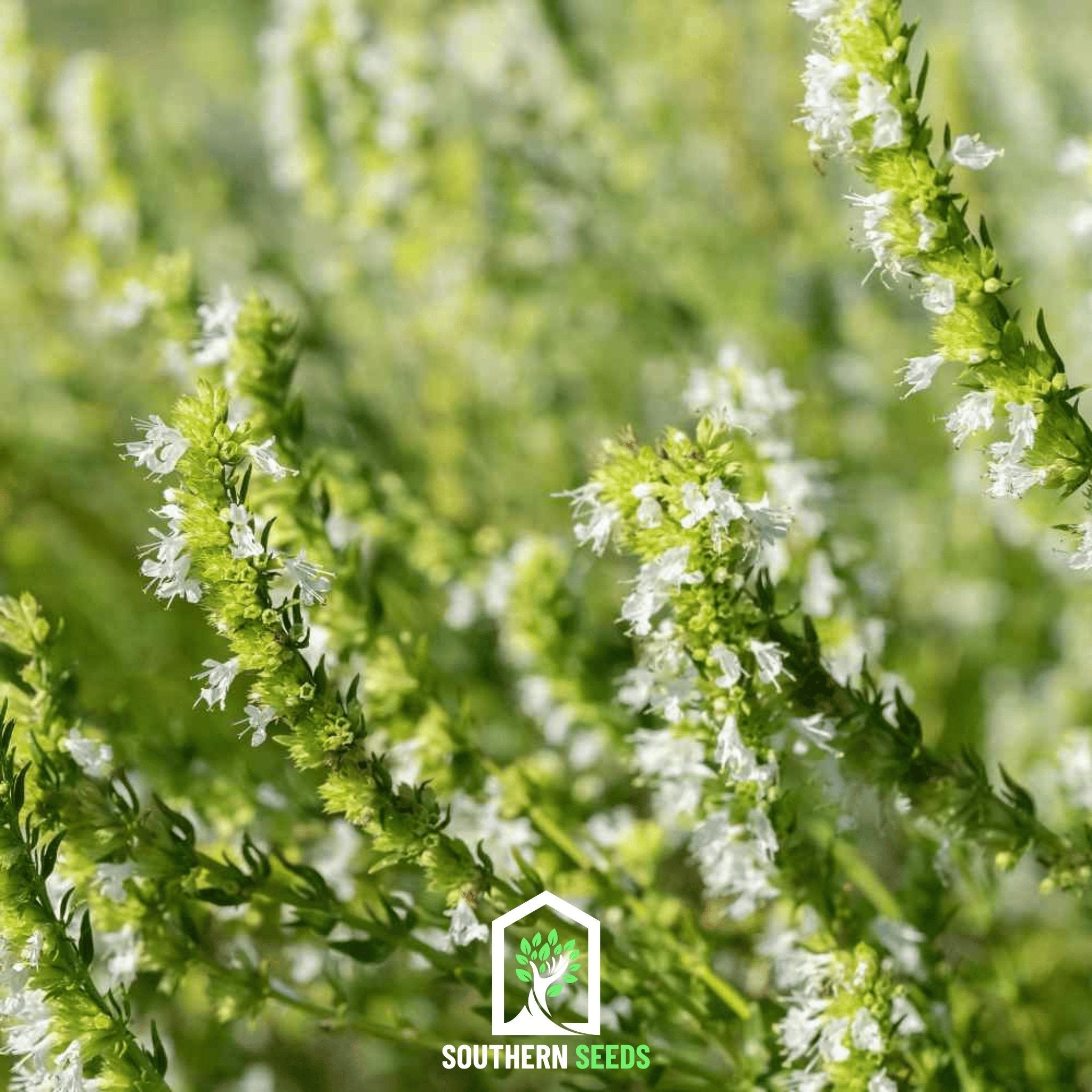 White Hyssop – 50 Seeds | Seeds | Wiccan Center
