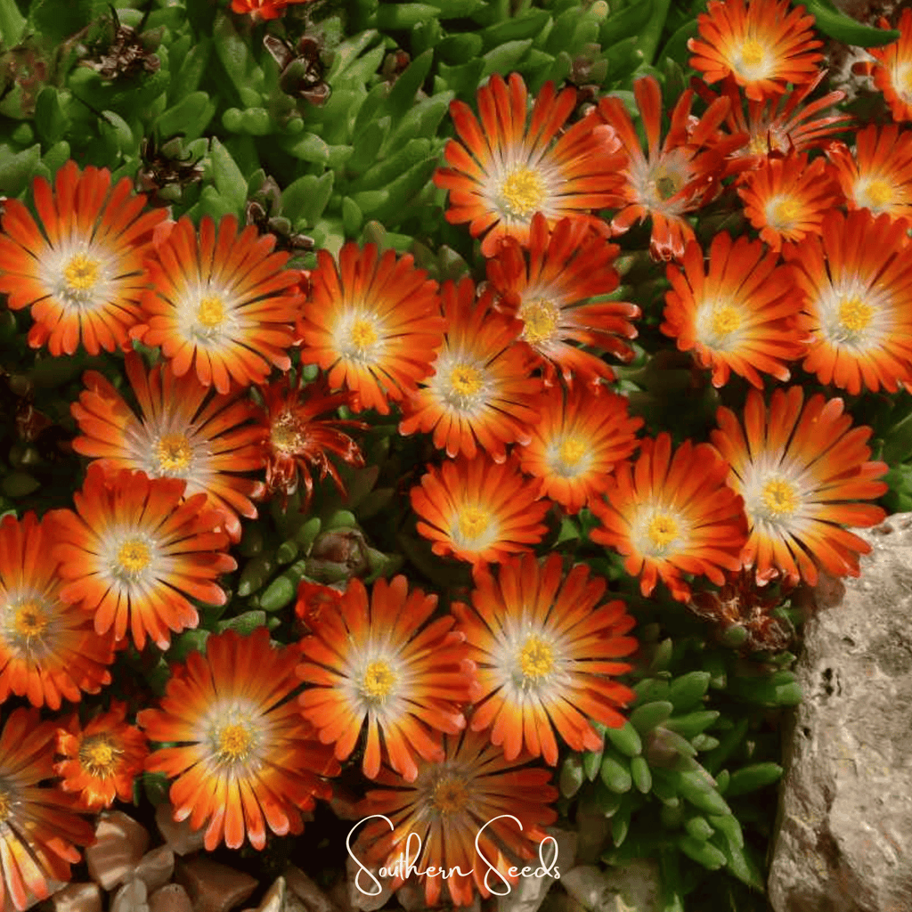 Orange Gelato Ice Plant – 200 Seeds | Seeds | Wiccan Center