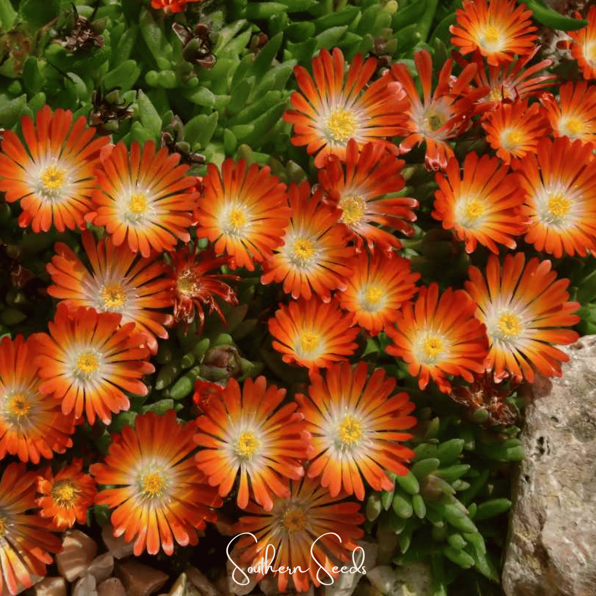 Orange Gelato Ice Plant – 200 Seeds | Seeds | Wiccan Center