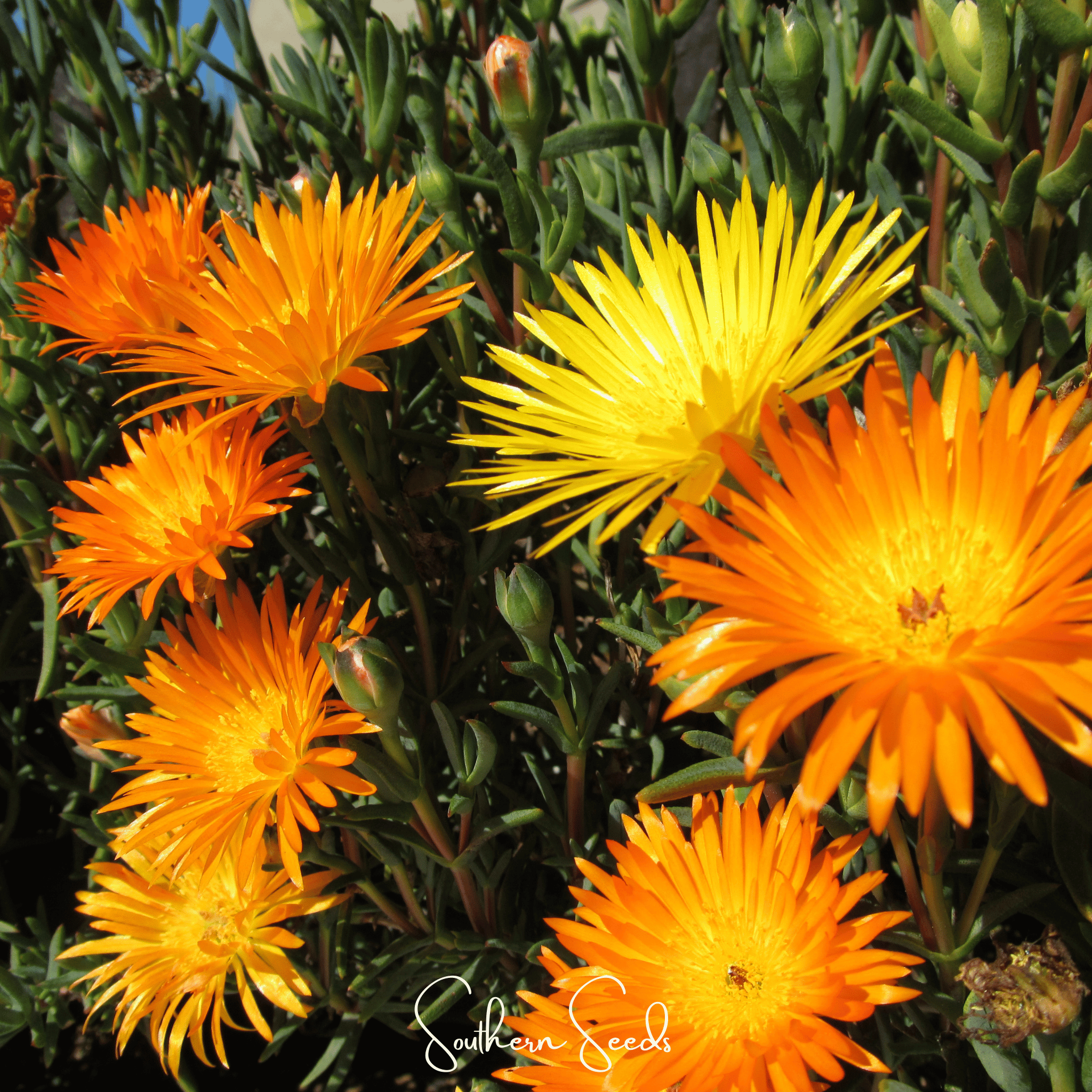 Orange Gelato Ice Plant – 200 Seeds | Seeds | Wiccan Center