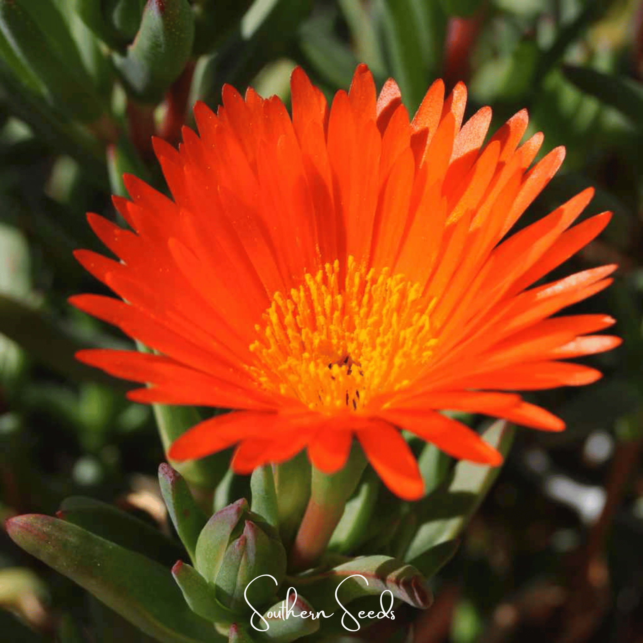 Orange Gelato Ice Plant – 200 Seeds | Seeds | Wiccan Center