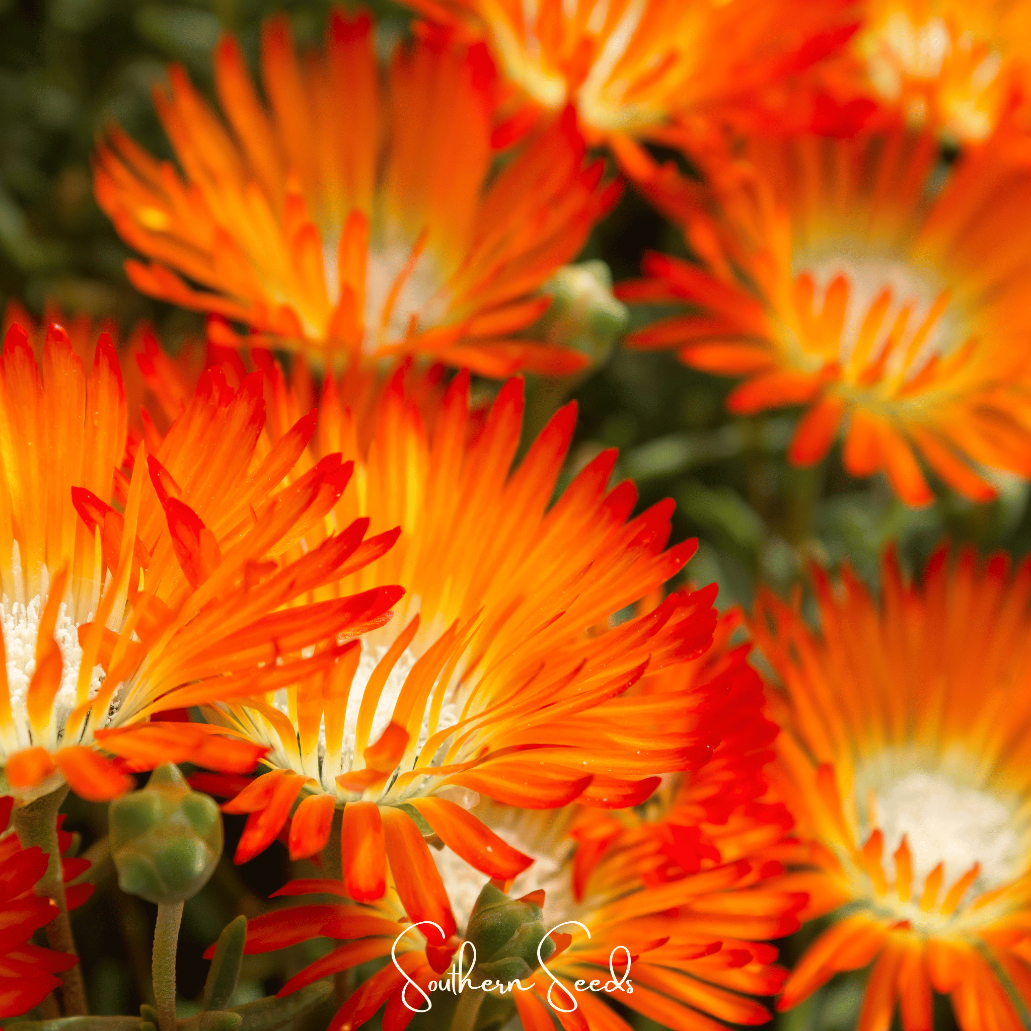 Orange Gelato Ice Plant – 200 Seeds | Seeds | Wiccan Center