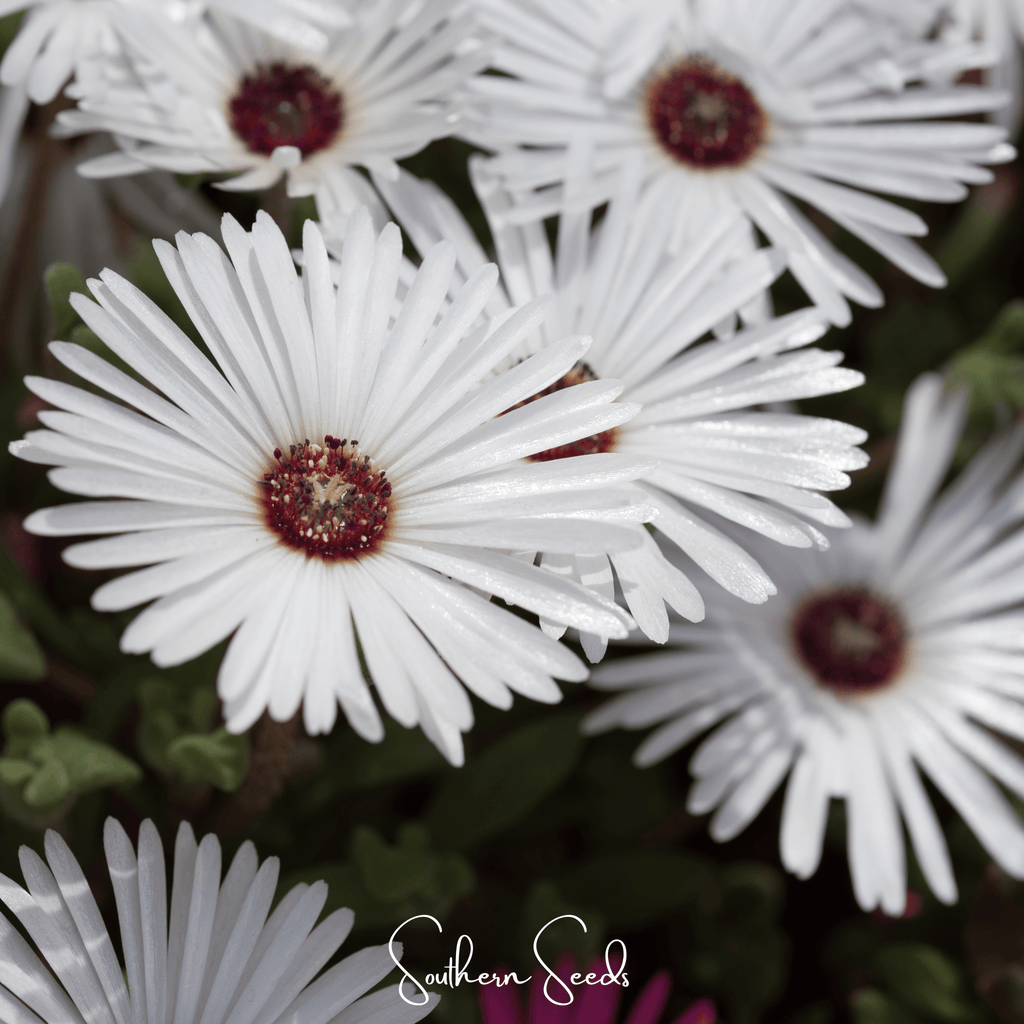 Gelato White Ice Plant – 200 Seeds | Seeds | Wiccan Center