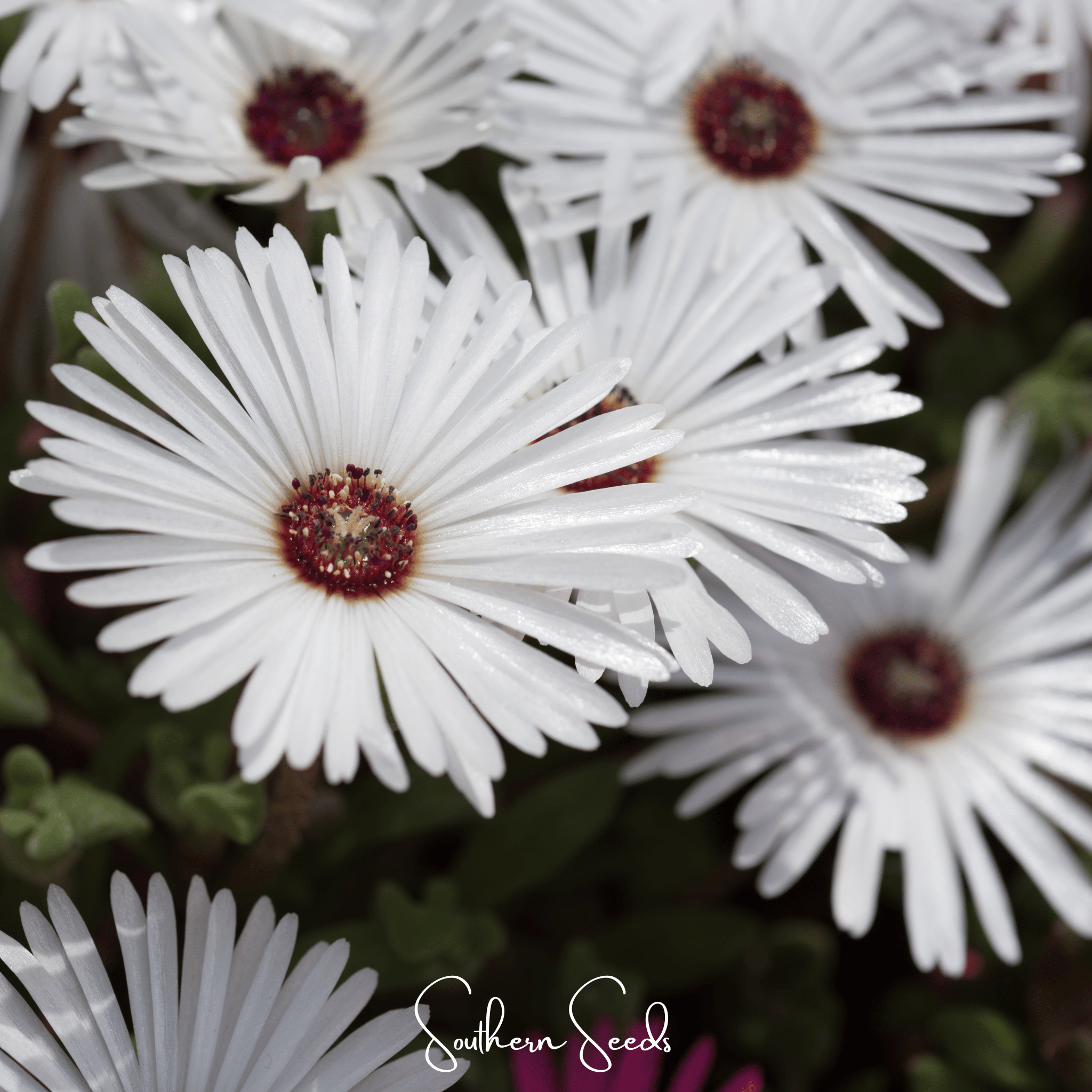 Gelato White Ice Plant – 200 Seeds | Seeds | Wiccan Center
